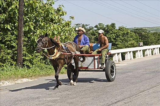 马拉,四轮马车,古巴人,途中,西恩富戈斯,古巴,加勒比海,北美