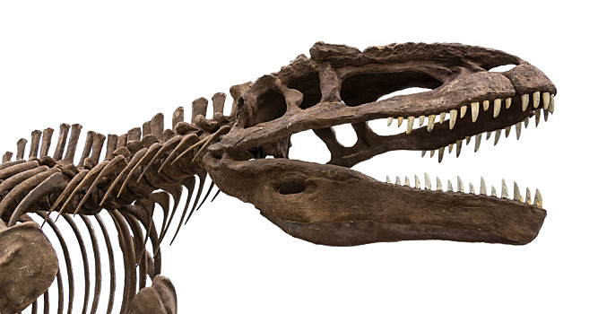 恐龙,化石,隔绝