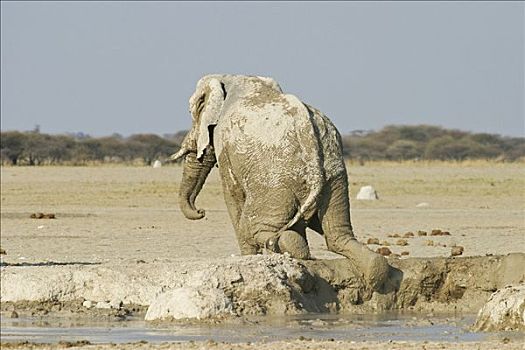 非洲象,泥,沐浴,博茨瓦纳,非洲