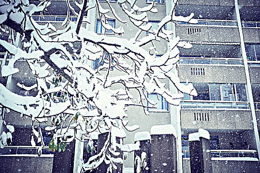 积雪,树枝,公寓楼
