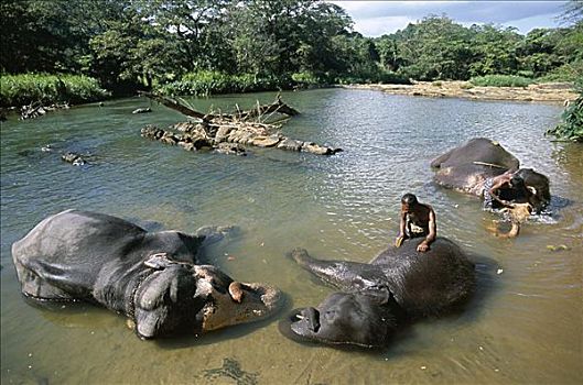 大象,动物收容院,康提,斯里兰卡
