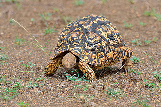 豹纹龟,进食,草地,克鲁格国家公园,南非,非洲