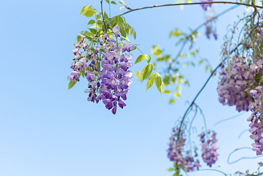 春季自然风光盛开的紫藤花