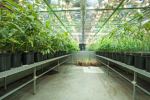 盆栽,研究,温室,复杂,大学,公园,马里兰,美国
