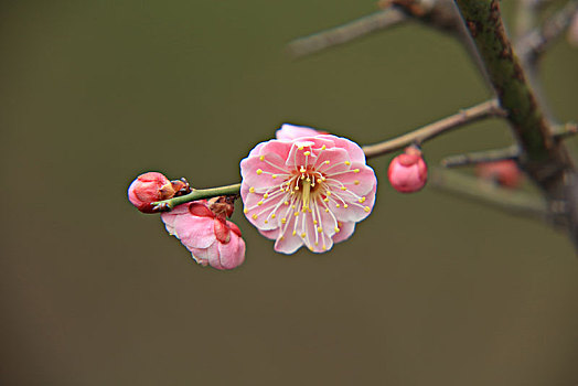 梅花