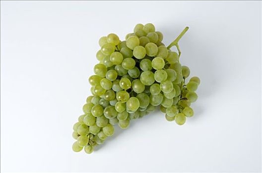 绿葡萄,品种