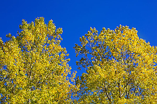 黄色,白杨,叶子,蓝色背景,天空