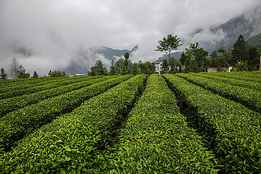 茶园,山区,土地,湖北,神农架,大山,种植,经济作物,农村,茶农