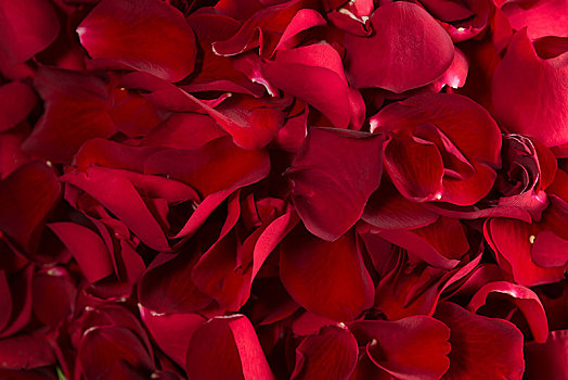 全画幅,红玫瑰,花瓣