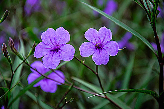 翠芦莉花近摄