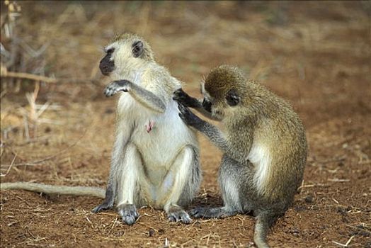 猴子,长尾猴属,萨布鲁国家公园,肯尼亚