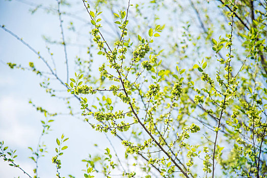 春天榆树上的榆钱特写