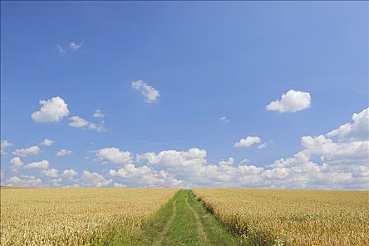 道路,玉米田,巴伐利亚,德国