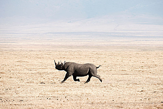 黑犀牛,跑,干燥,尘土,大草原,恩戈罗恩戈罗火山口,坦桑尼亚