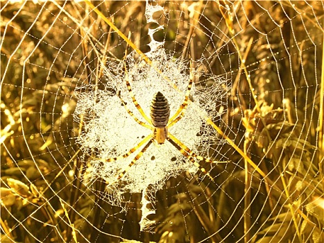 蜘蛛,蜘蛛网,小麦