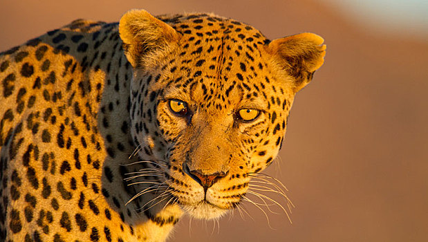 豹,动物,看镜头,直视,纳米比亚,非洲