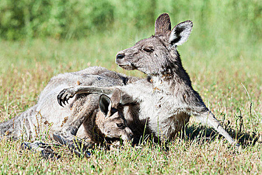大灰袋鼠,灰袋鼠,澳大利亚