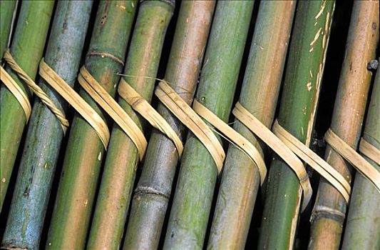 竹子,节茎植物