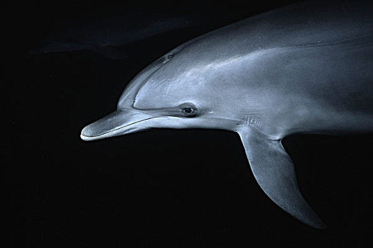 大西洋点斑原海豚,花斑原海豚,夜晚,巴哈马,加勒比