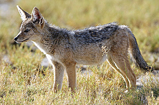 幼小,黑背狐狼,黑背豺,看,草,恩格罗恩格罗,坦桑尼亚,非洲