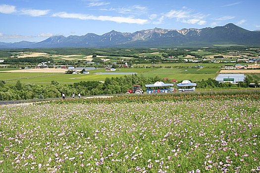 花,陆地,山,游客