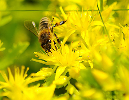蜜蜂,意大利蜂,黄花