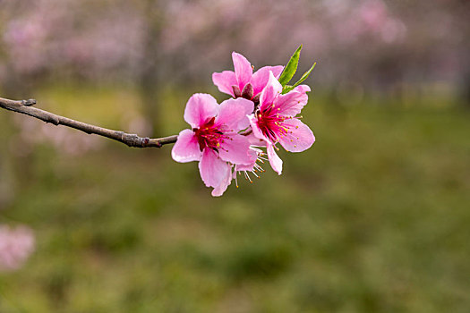 春暖花开