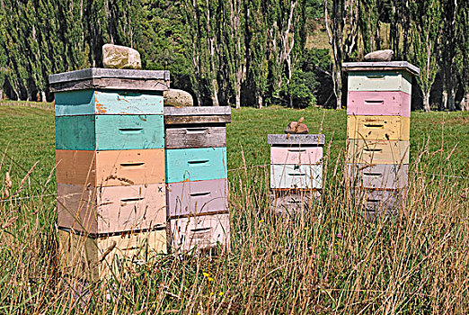 蜜蜂,盒子,金色,湾,南岛,新西兰