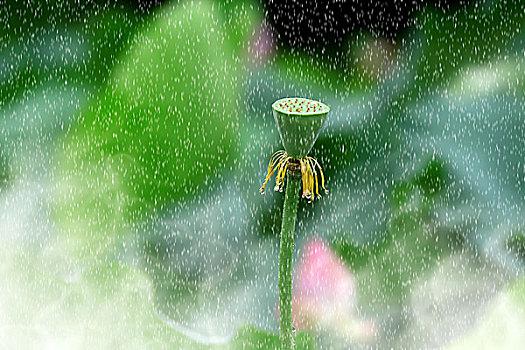 夏日雨荷