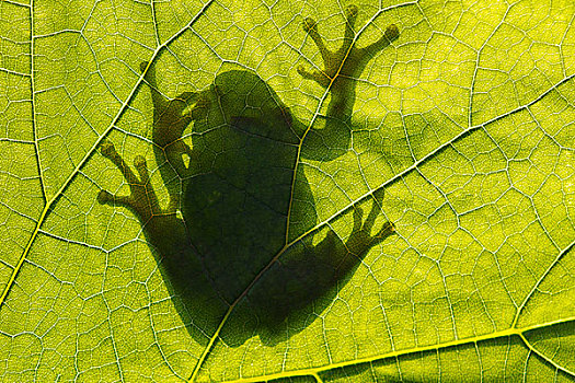 树蛙,逆光,中间,萨克森安哈尔特,德国,欧洲