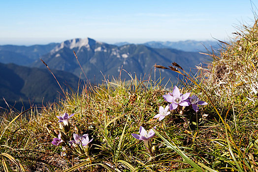 紫色,虎耳草属植物,山,攀升,山丘,提洛尔,奥地利,勃兰登堡,阿尔卑斯山,欧洲