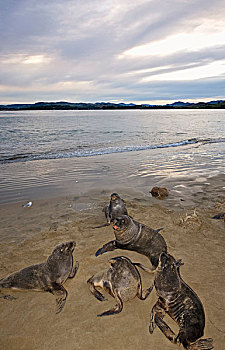 海狮,成年,多,海滩,卡特林斯,南岛,新西兰