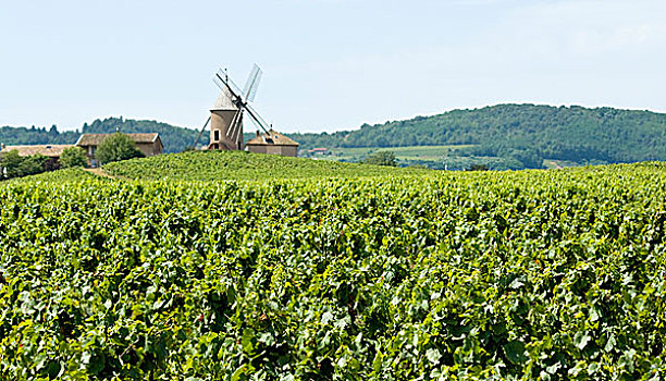 葡萄园,风景,博若莱葡萄酒,法国