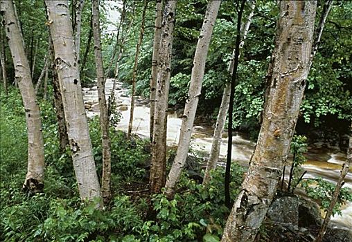 纸皮桦,树,怀特山,新罕布什尔,美国