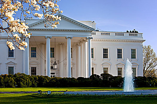 花,樱桃树,地面,白宫,华盛顿特区,美国