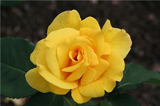 漂亮,黄玫瑰,花