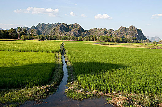 缅甸,稻田,风景,喀斯特地貌,洞穴