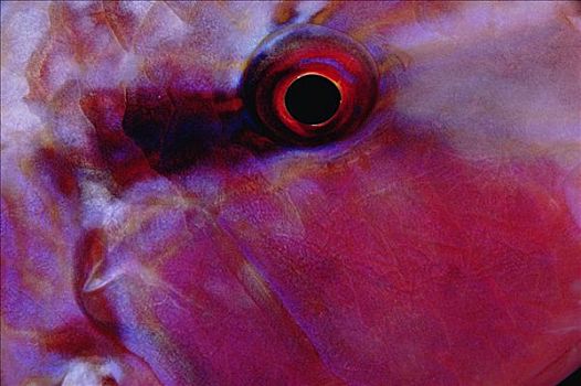 羊鱼,眼,特写,大堡礁,澳大利亚