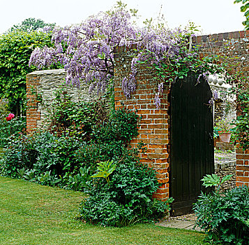 紫藤,上方,砖墙,花园,对比,绿色,灌木,仰视,墙壁