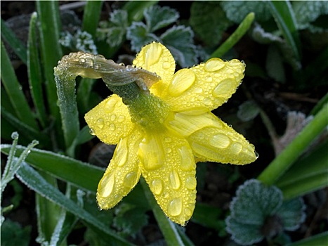 水仙,花,露珠