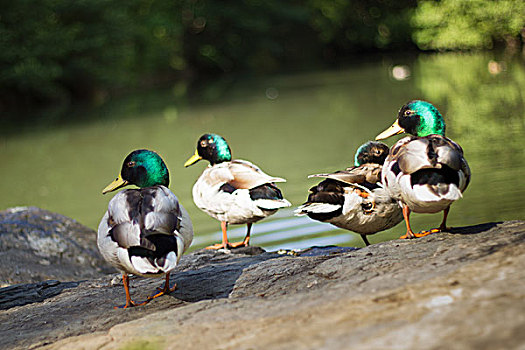 群,野鸭,绿色,湖