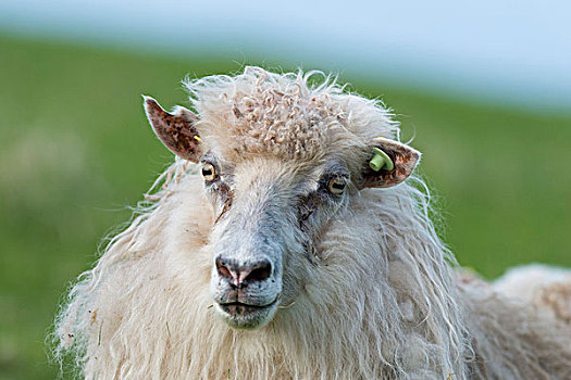 绵羊,耳标,法罗群岛,丹麦,欧洲