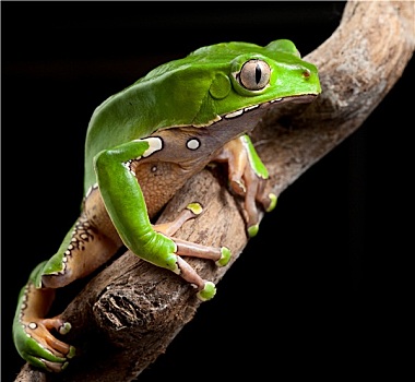 绿树蛙,亚马逊河,雨林