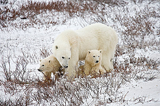 北极熊,雌性,两个,幼兽,靠近,哈得逊湾,丘吉尔市,曼尼托巴,加拿大