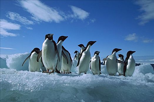 阿德利企鹅,群,冰山,保利特岛,南极