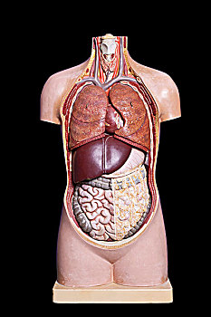躯干,解剖模型
