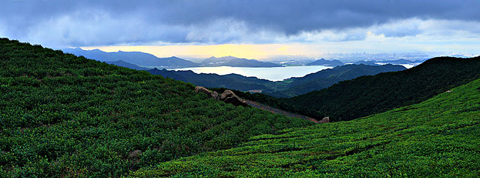 茶园,茶山,茶叶,翠绿