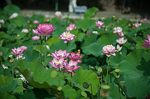 包河公园荷花