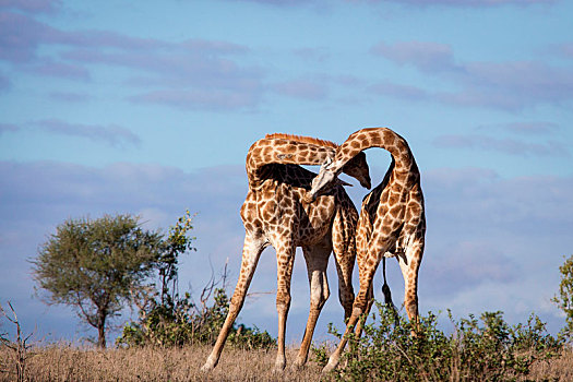 两个,长颈鹿,亲昵,相互,蓝天背景