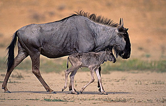 蓝色,角马,女性,成年,卡拉哈迪大羚羊国家公园,卡拉哈里沙漠,南非,非洲